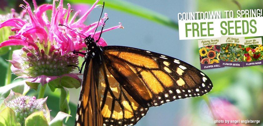 Holland bulb farms coupon code